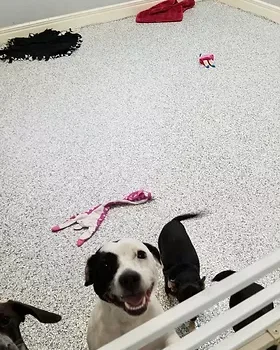 Doggie loves his new floor